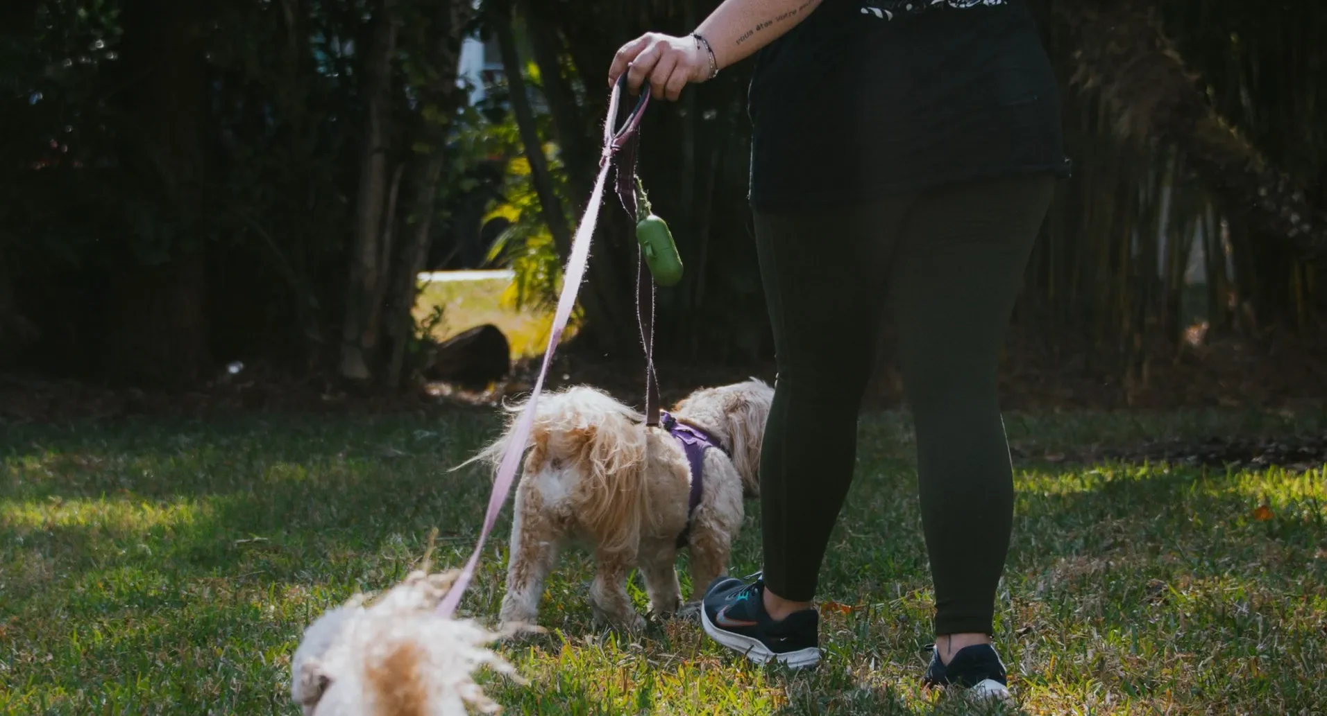 A sitter walking small dogs outside.