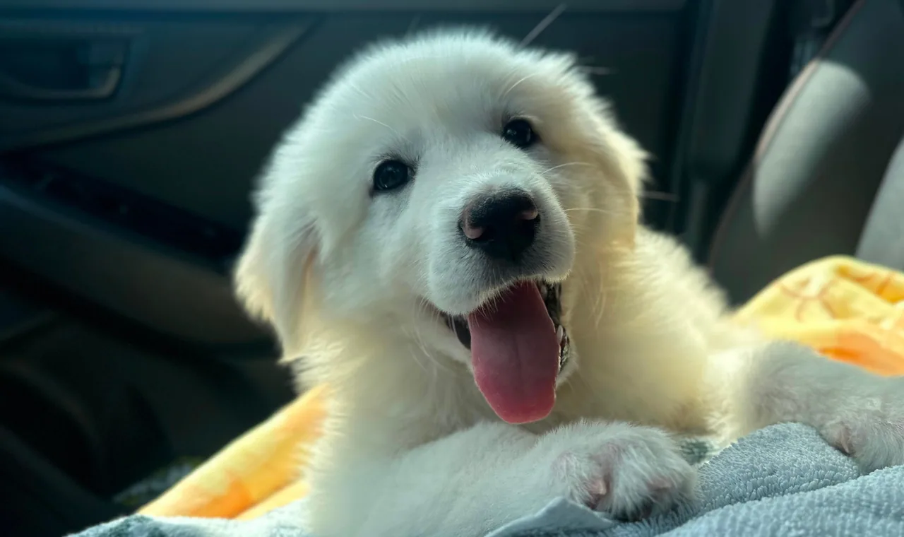 Featured image for Finding Your Soul-pet