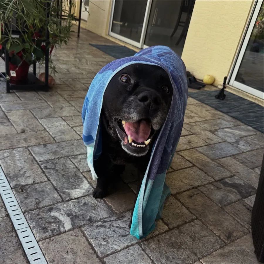 A happy black dog wrapped in a blue towel after pool time.