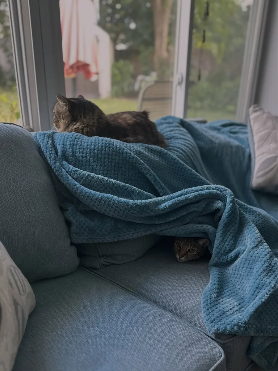 Two cats tucked into a soft blue blanket beside a window.