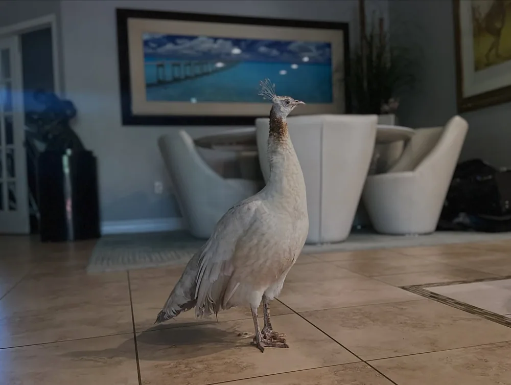 A white peafowl standing comfortably inside a client's home.