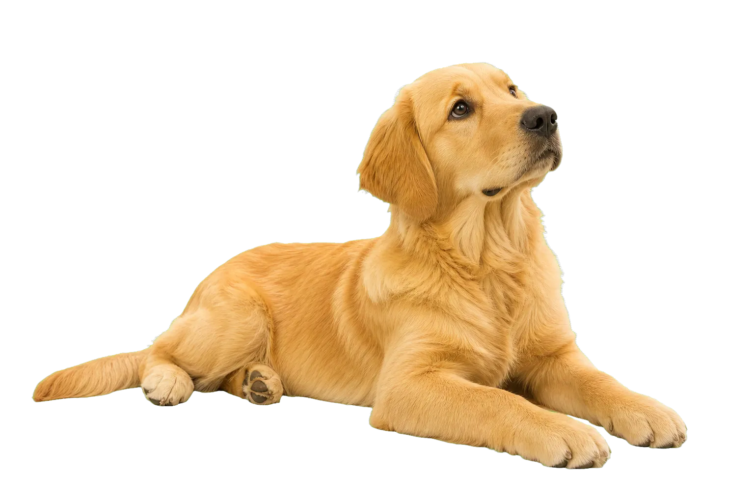 A golden retriever lying down and looking attentively to the side.