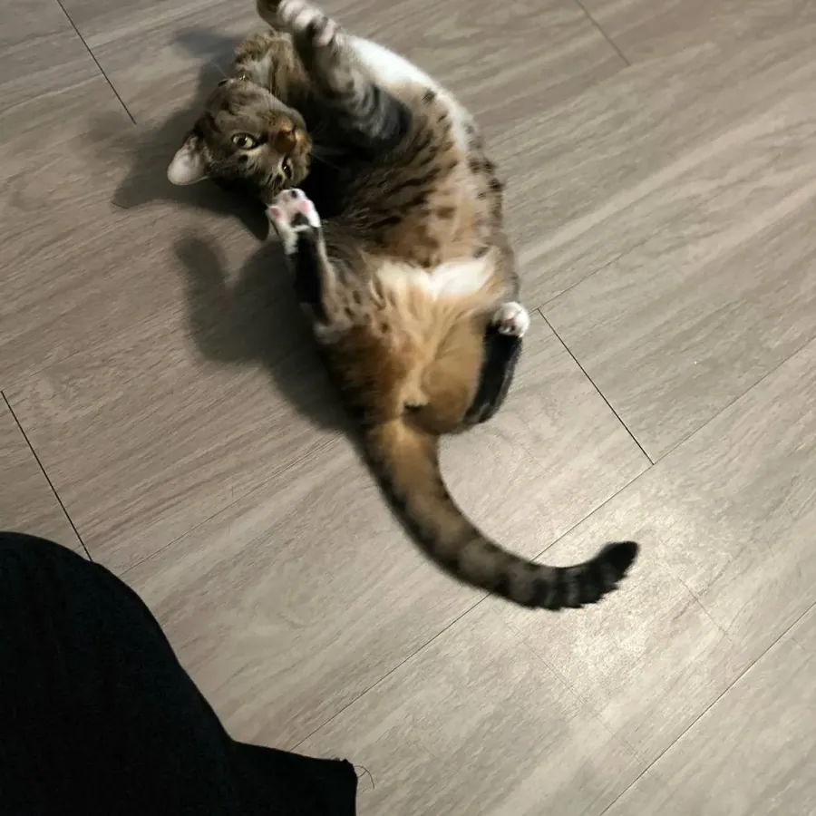 Ally's tabby cat rolling happily on the floor.