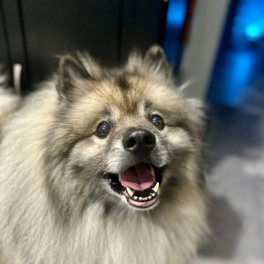 Amy's fluffy gray dog looking toward the camera.