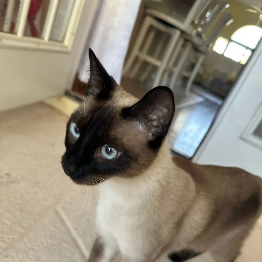 Craig's Siamese cat relaxing at home.