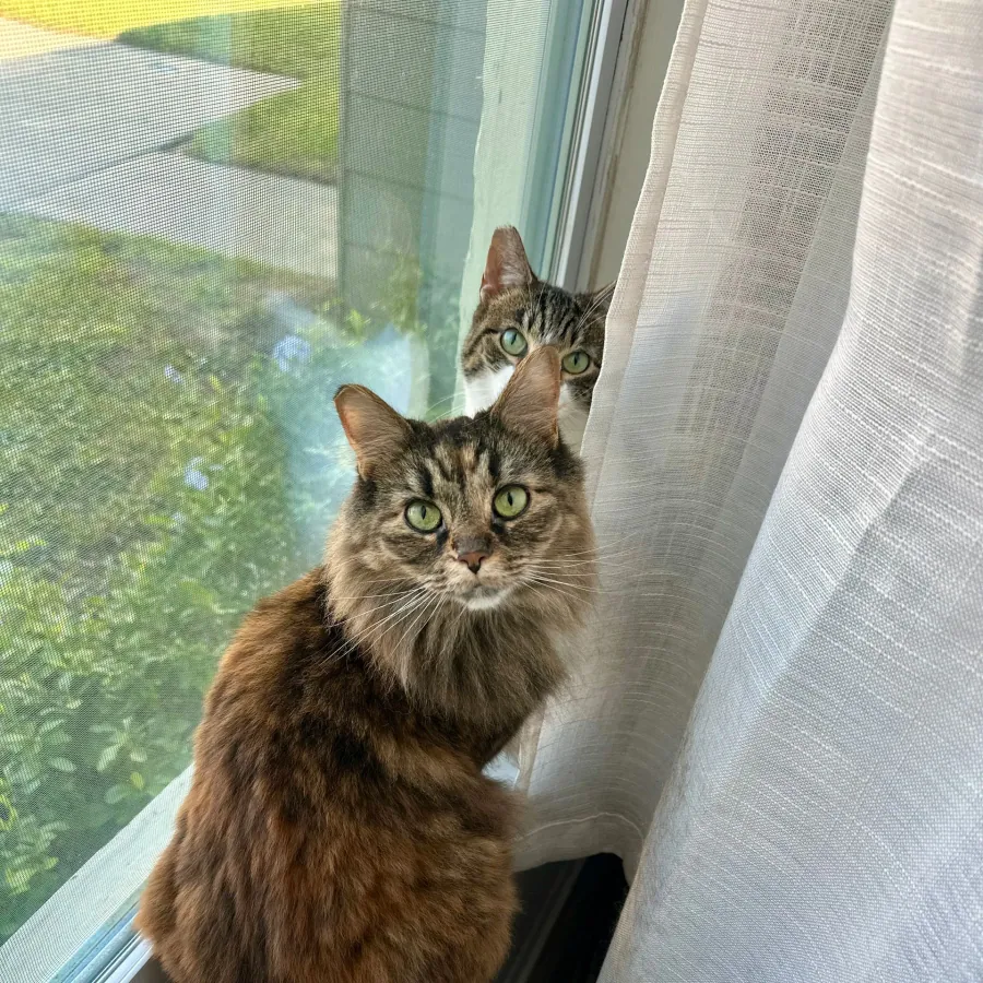 Elizabeth's two cats sitting together at a window.
