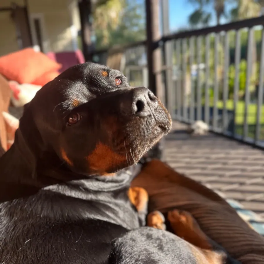 Jennifer's black-and-tan dog sitting on a porch.