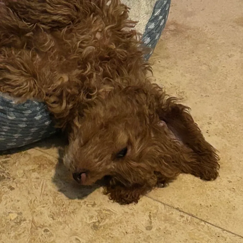 Kendra's curly-haired dog resting after playtime.