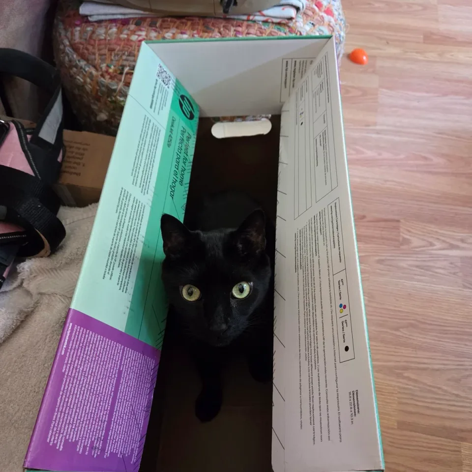 Mary's black cat sitting inside a box.