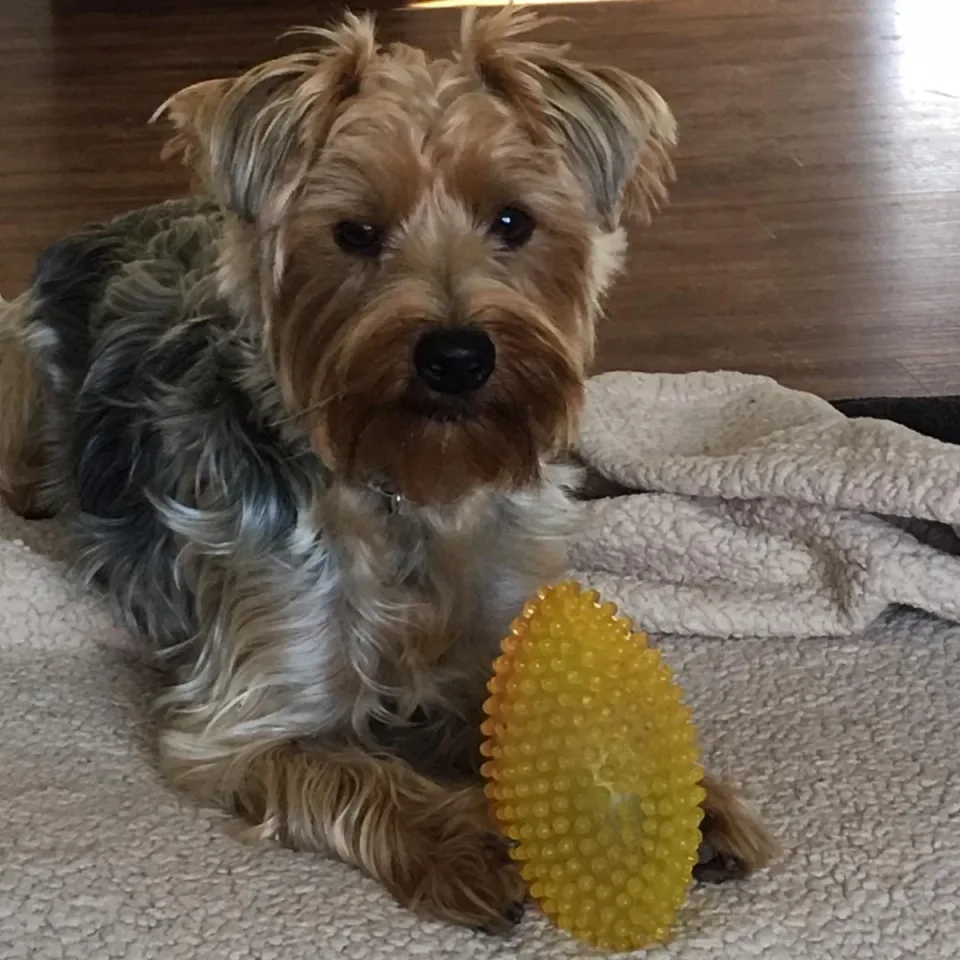 Rebecca's small dog relaxing with a favorite toy.