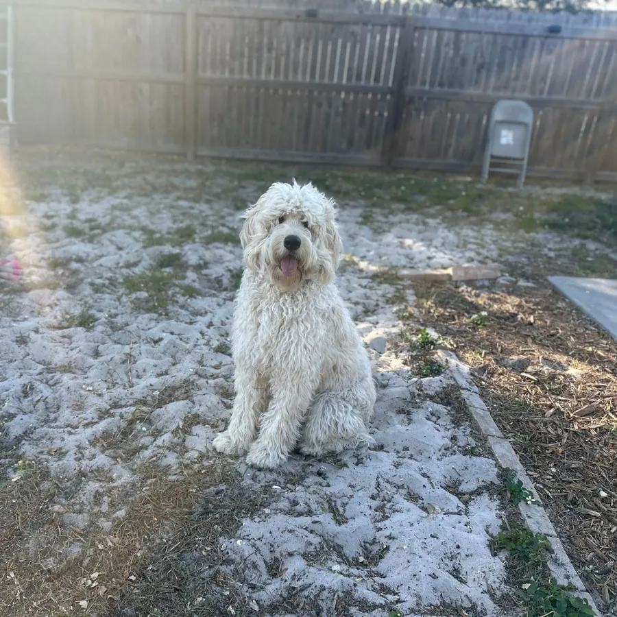 Stefanie's white dog enjoying time outdoors.