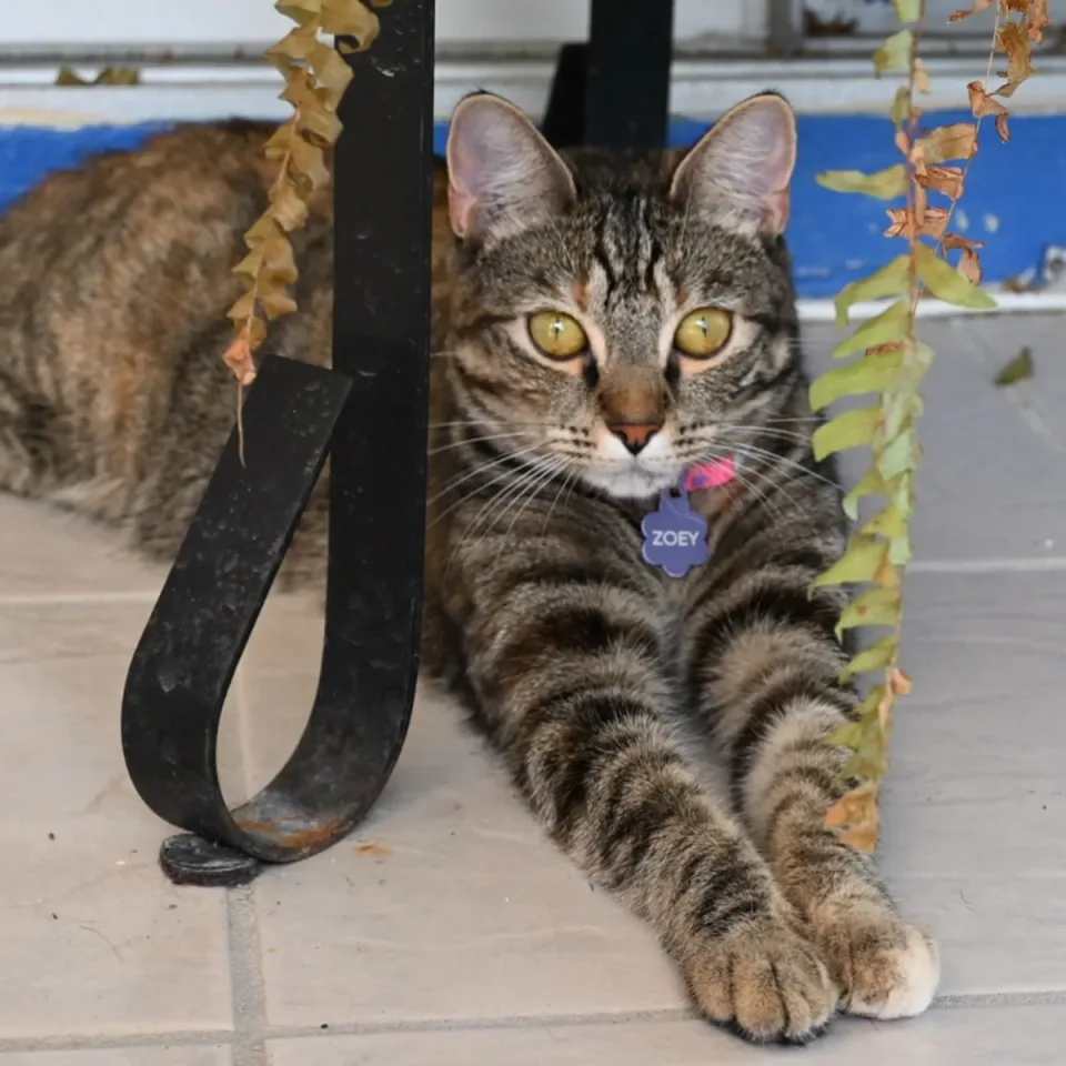Suezia's tabby cat Zoey relaxing at home.